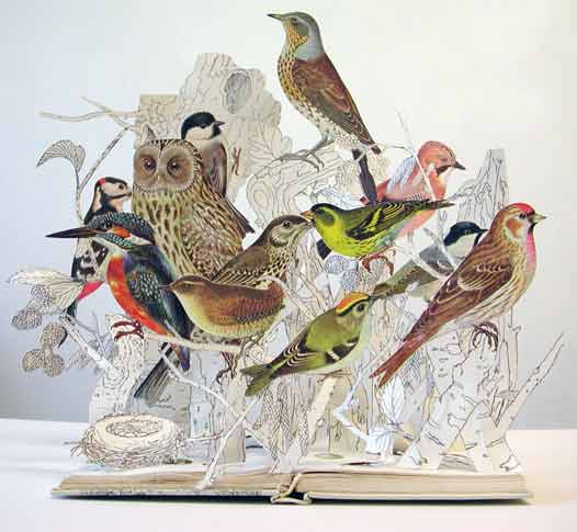 2008-illustrative-book-of-birds